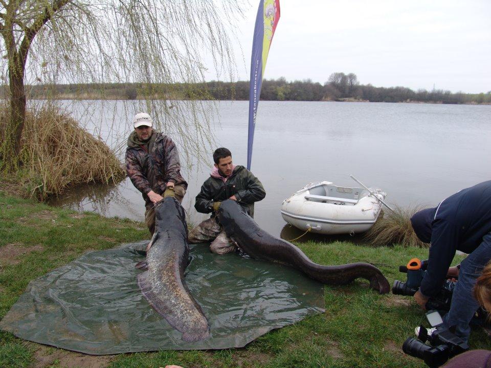 catfish pe tancabesti - 73383137653773245997072407861n.jpg